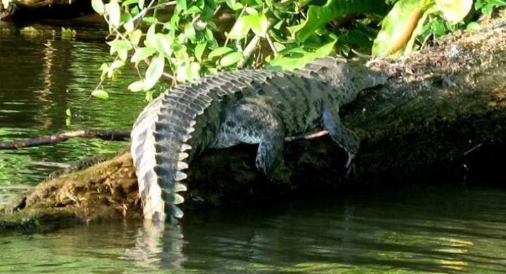 Parque Nacional Tortuguero